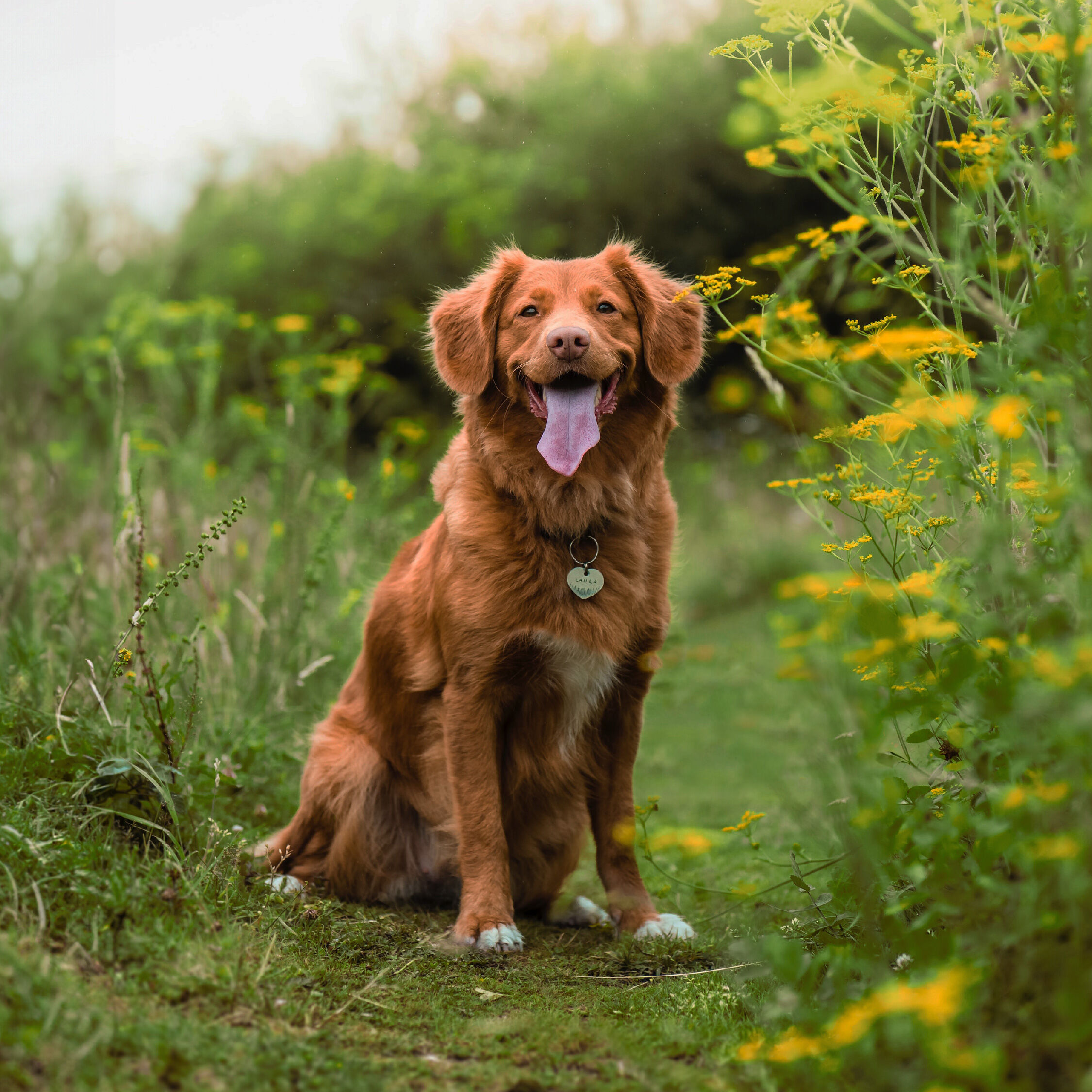 <strong>WHY SINGLE PROTEIN DOG FOOD HAS BIG BENEFITS</strong><br><br>There&rsquo;s been a lot of talk lately about single protein dog foods, and how they can potentially...